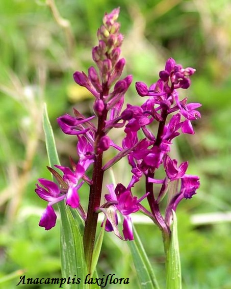 Orchidee dell''Epiro e del Peloponneso